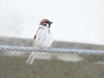 Eurasian Tree Sparrow 岡山県牛窓 Sun, 4/21/2024