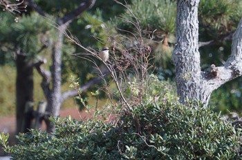 モズ 播州赤穂 2018年12月28日(金)