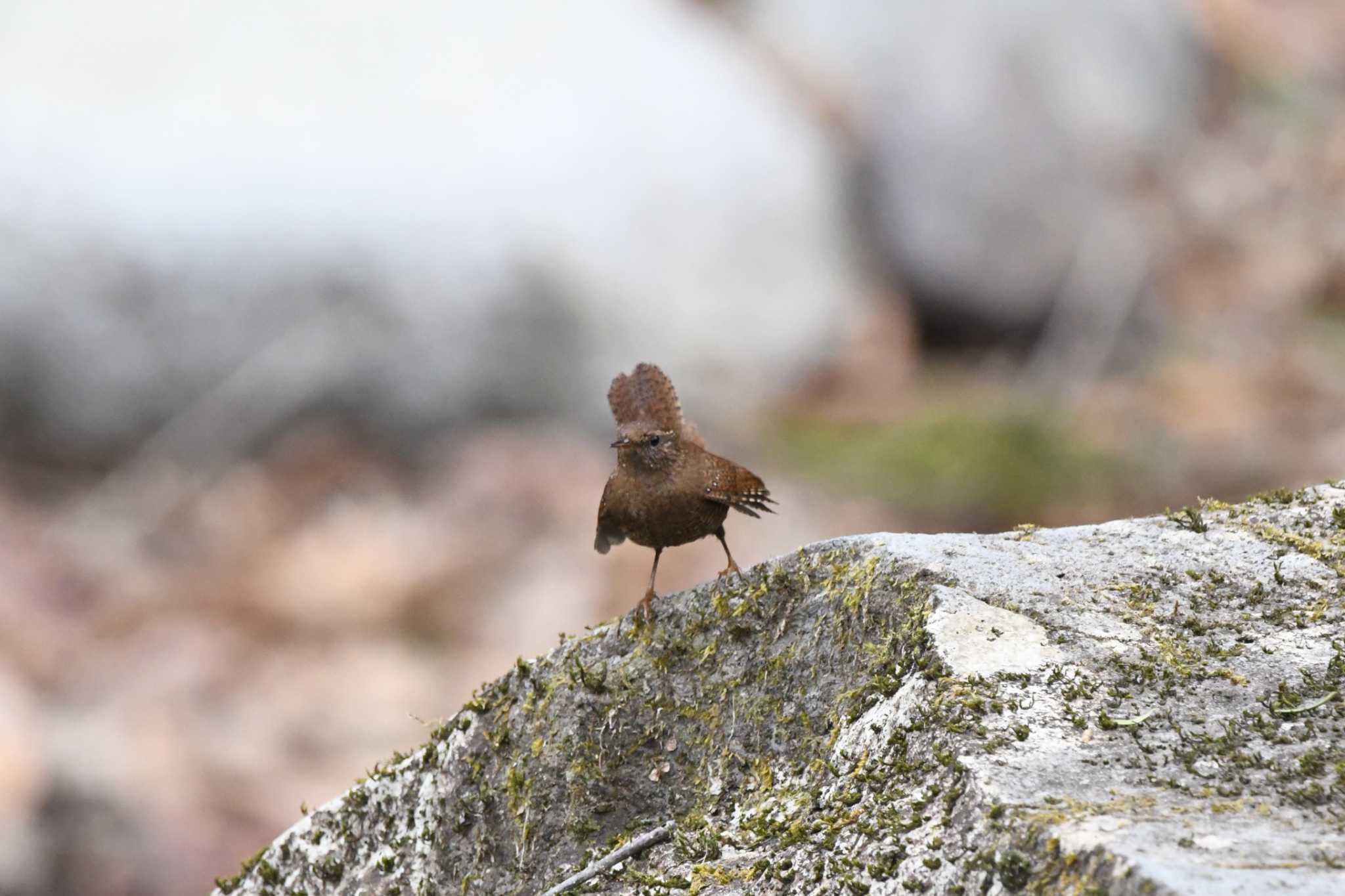 Photo of Eurasian Wren at 栃木県民の森 by すずめのお宿