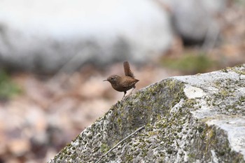 Eurasian Wren 栃木県民の森 Sun, 3/17/2024