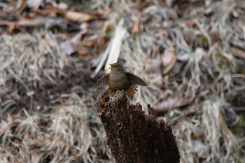 Sun, 3/17/2024 Birding report at 栃木県民の森