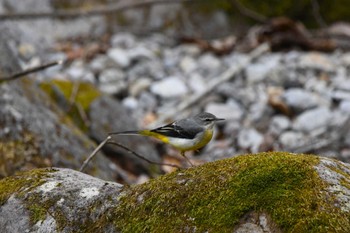 Grey Wagtail 栃木県民の森 Sun, 3/17/2024