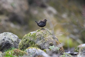 カワガラス 栃木県民の森 2024年3月17日(日)