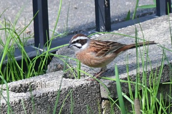 Meadow Bunting 札幌市南区 自宅の庭 Sun, 4/28/2024