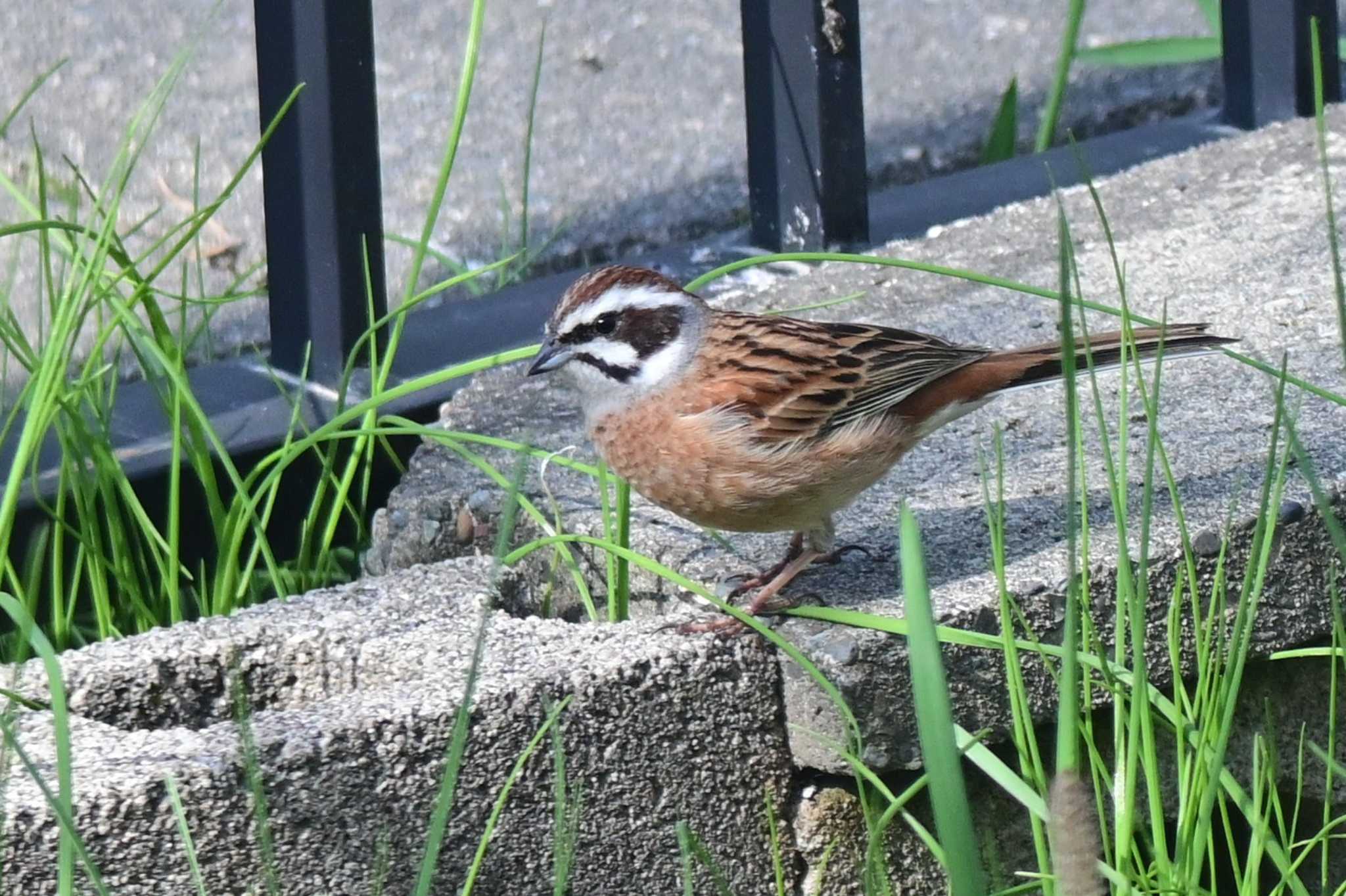 Photo of Meadow Bunting at 札幌市南区 自宅の庭 by 青カエル🐸