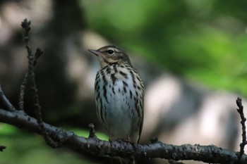 Olive-backed Pipit 三保市民の森 Sun, 4/28/2024