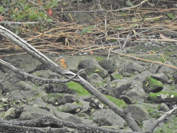 カワセミ 東京港野鳥公園 2024年4月27日(土)