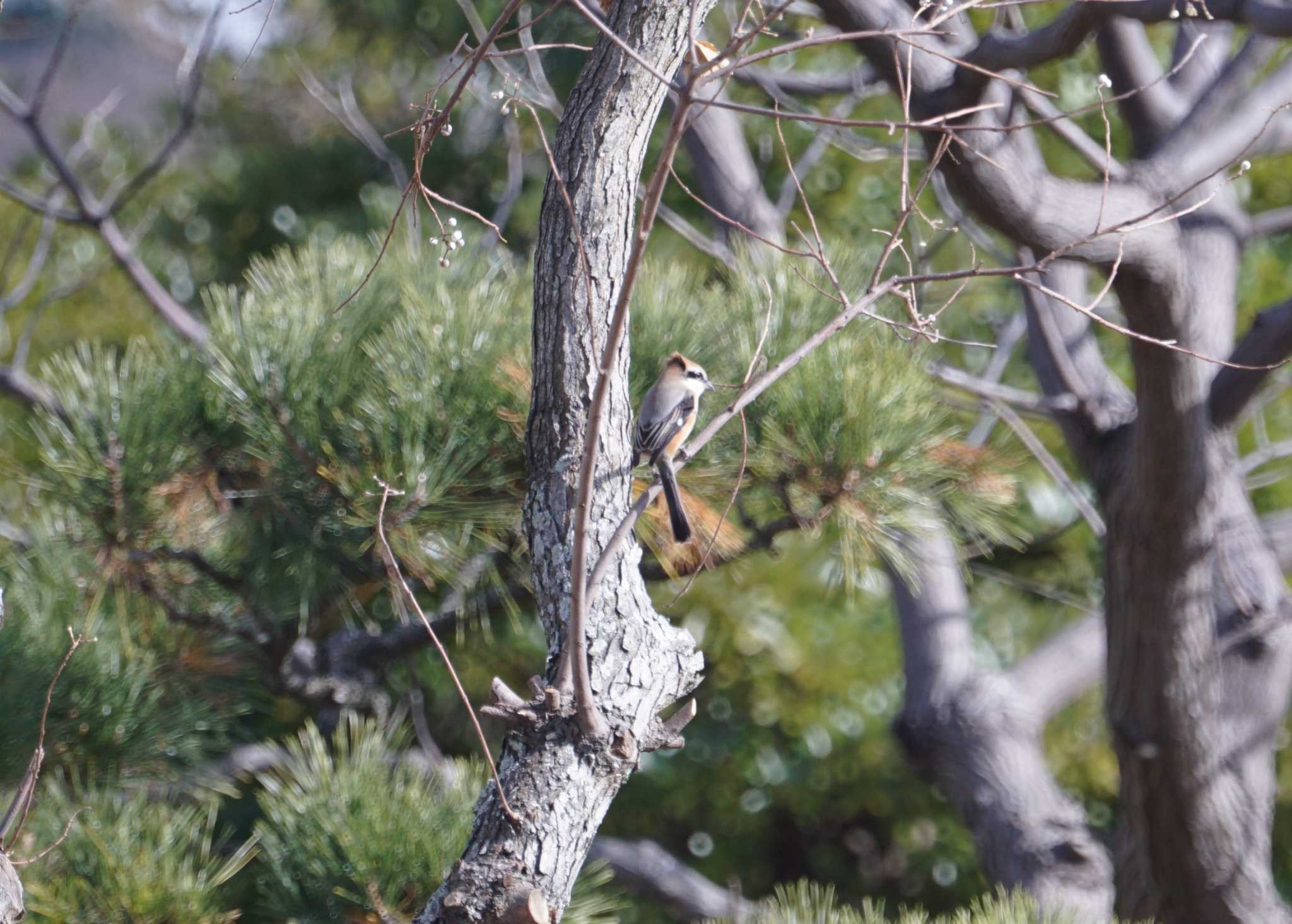 Photo of Bull-headed Shrike at 播州赤穂 by マル