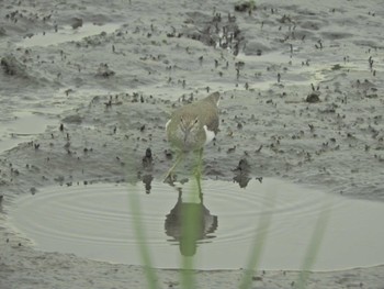 イソシギ 東京港野鳥公園 2024年4月27日(土)