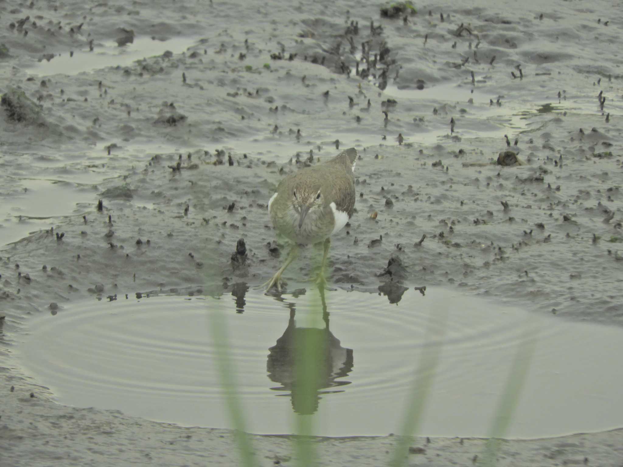 Common Sandpiper