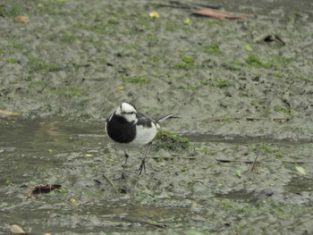 ハクセキレイ 東京港野鳥公園 2024年4月27日(土)