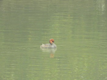 Little Grebe Tokyo Port Wild Bird Park Sat, 4/27/2024