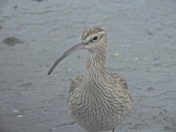 チュウシャクシギ 東京港野鳥公園 2024年4月27日(土)