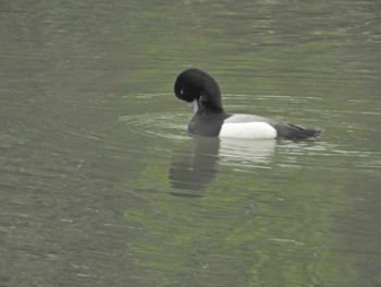 スズガモ 東京港野鳥公園 2024年4月27日(土)