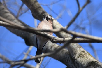 Eurasian Jay 磯川緑地公園(栃木県) Sat, 3/23/2024