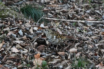 White's Thrush 磯川緑地公園(栃木県) Sat, 3/23/2024