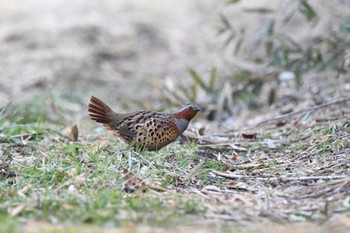 コジュケイ 磯川緑地公園(栃木県) 2024年3月23日(土)