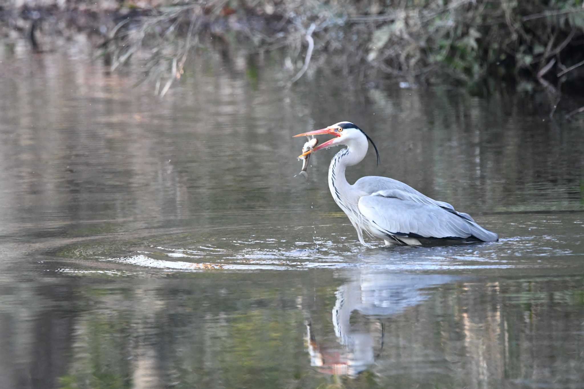 Photo of Grey Heron at 磯川緑地公園(栃木県) by すずめのお宿