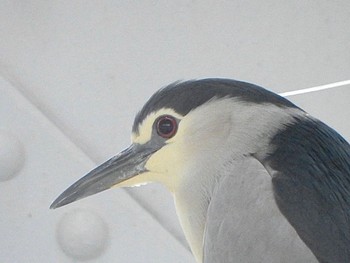 Black-crowned Night Heron 隅田公園 Sat, 4/27/2024