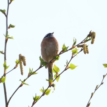 Meadow Bunting 常盤公園 Sun, 4/28/2024