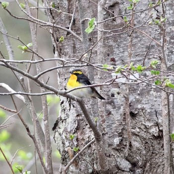 Narcissus Flycatcher Nishioka Park Sun, 4/28/2024