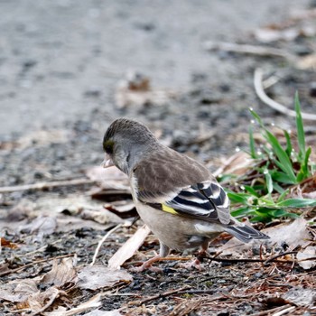 Grey-capped Greenfinch 常盤公園 Sun, 4/28/2024