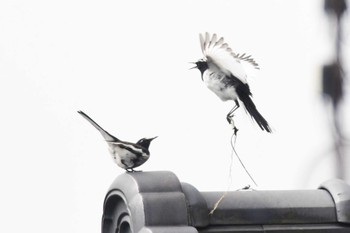 Japanese Wagtail 愛媛県新居浜市 Sat, 4/27/2024