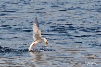 Little Tern 多摩川二ヶ領宿河原堰 Sun, 4/28/2024