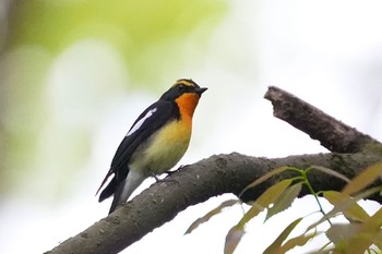 Sat, 4/27/2024 Birding report at Mizumoto Park