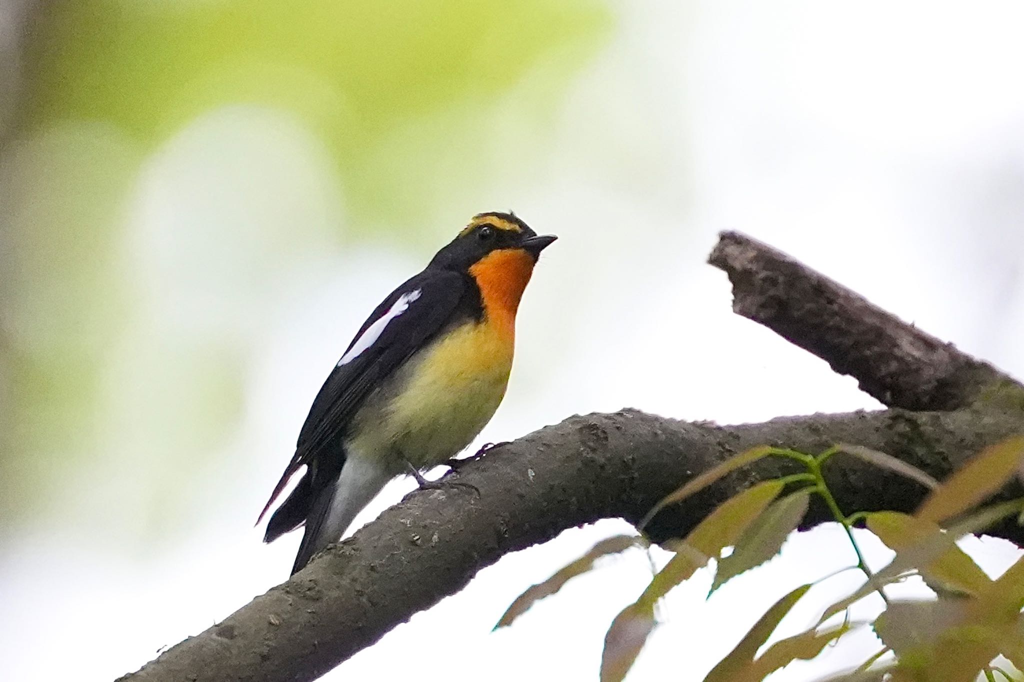 Photo of Narcissus Flycatcher at Mizumoto Park by あらどん