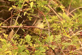 2018年12月31日(月) 和歌山市紀ノ川の野鳥観察記録