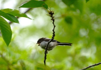 2024年4月27日(土) 大阪府の野鳥観察記録