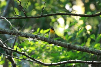 キビタキ 蓮華寺池公園 2024年4月28日(日)