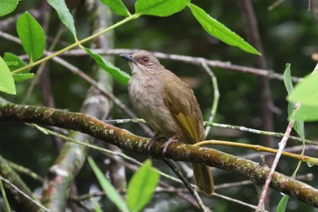 Olive-winged Bulbul Singapore Botanic Gardens Sun, 4/14/2024