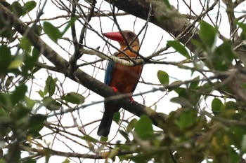 Stork-billed Kingfisher Singapore Botanic Gardens Sun, 4/14/2024