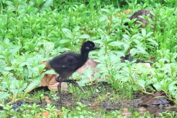 White-breasted Waterhen Singapore Botanic Gardens Sun, 4/14/2024