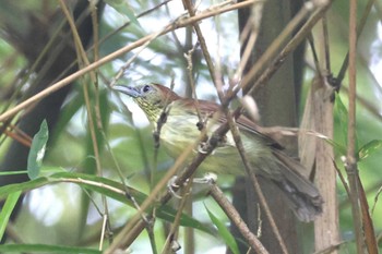 Pin-striped Tit-Babbler Singapore Botanic Gardens Sun, 4/14/2024