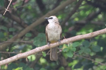 Yellow-vented Bulbul Singapore Botanic Gardens Sun, 4/14/2024