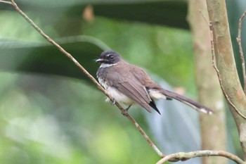 Malaysian Pied Fantail Singapore Botanic Gardens Sun, 4/14/2024