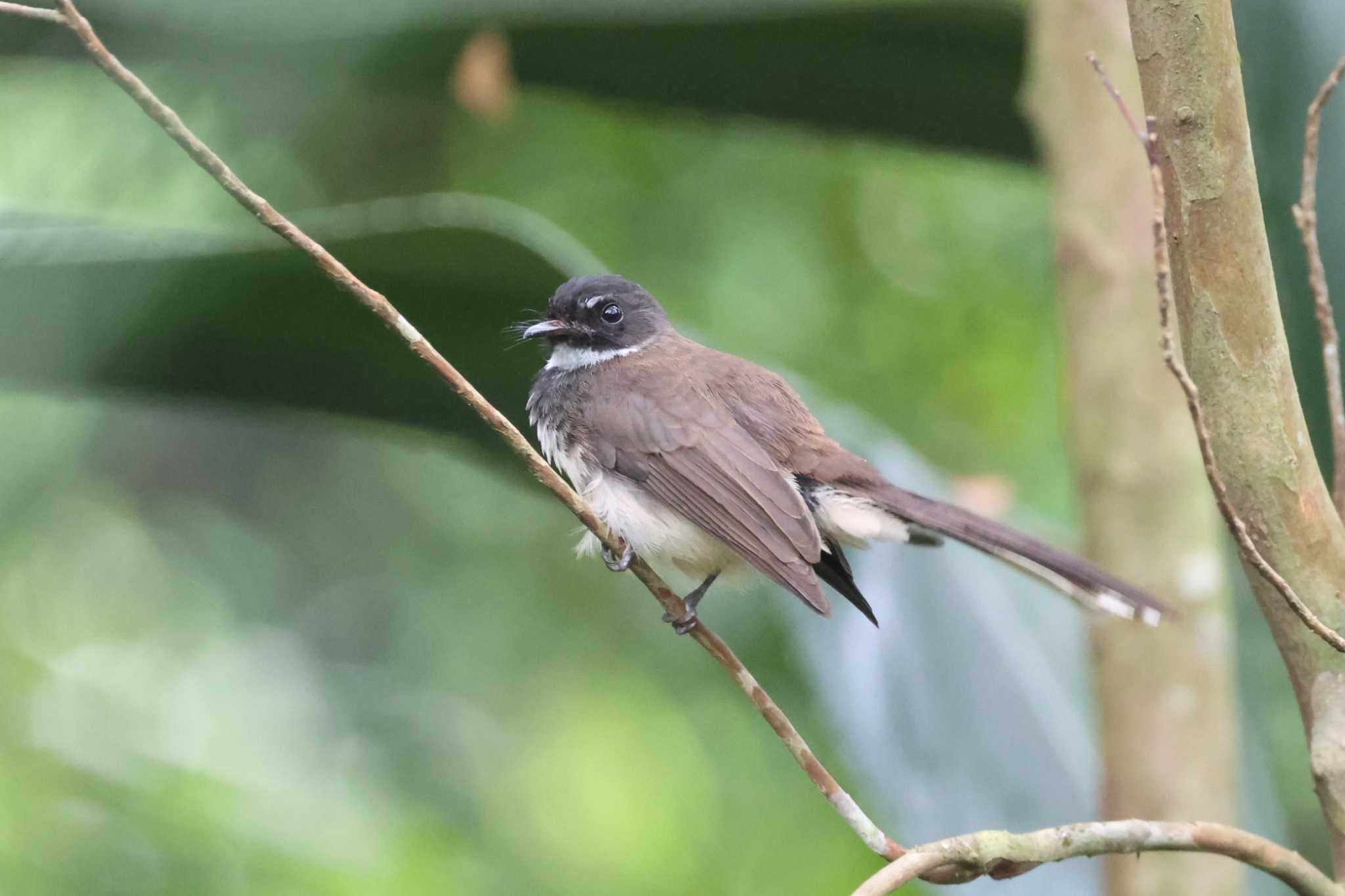 Photo of Malaysian Pied Fantail at Singapore Botanic Gardens by ぼぼぼ