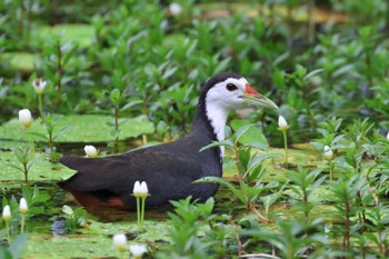 White-breasted Waterhen Singapore Botanic Gardens Sun, 4/14/2024