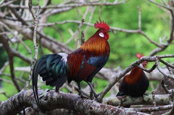 Red Junglefowl Singapore Botanic Gardens Sun, 4/14/2024