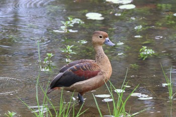 Lesser Whistling Duck Singapore Botanic Gardens Sun, 4/14/2024