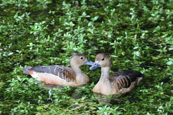 Lesser Whistling Duck Singapore Botanic Gardens Sun, 4/14/2024