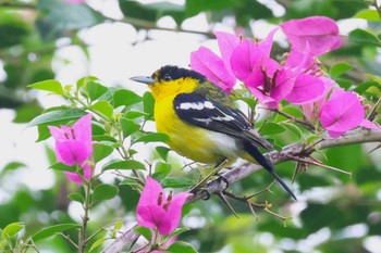 Common Iora Singapore Botanic Gardens Sun, 4/14/2024