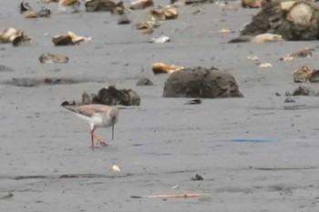 Terek Sandpiper Kasai Rinkai Park Sat, 4/27/2024