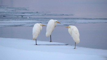 ダイサギ ウトナイ湖 2018年12月31日(月)