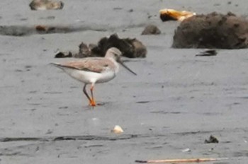 Terek Sandpiper Kasai Rinkai Park Sat, 4/27/2024