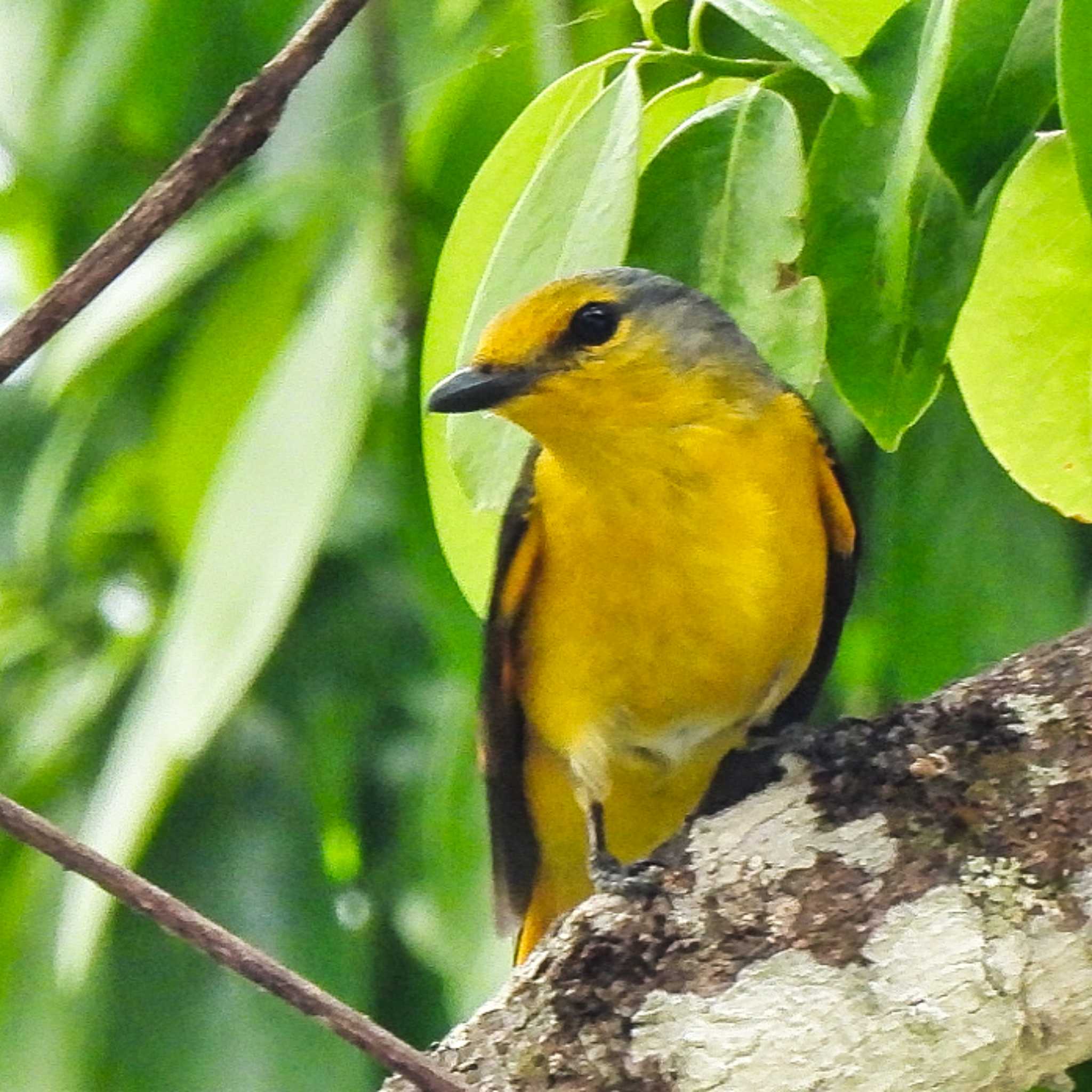 Orange Minivet