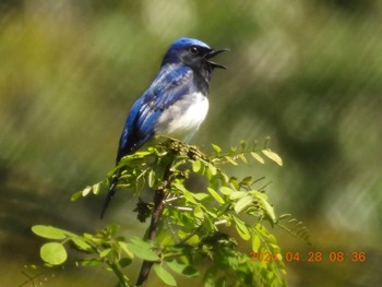 Blue-and-white Flycatcher 岐阜県(羽根谷) Sun, 4/28/2024